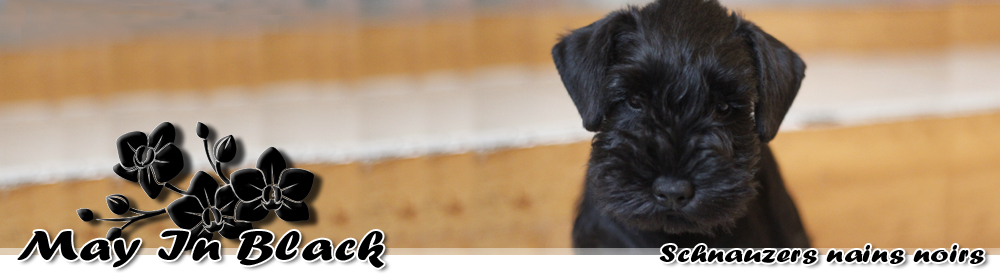 May In Black – Schnauzers Nains noirs